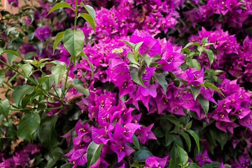 Bougainvillea glabra 'Sanderiana'