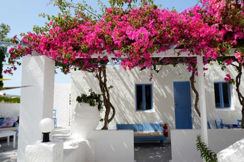 Bougainvillier sur une pergola