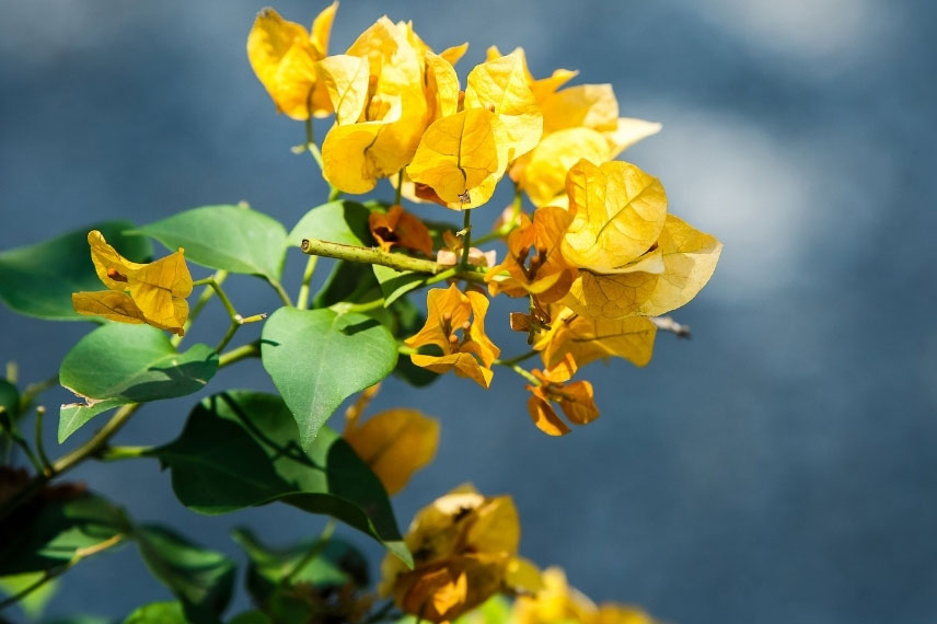 Bougainvillea spectabilis 'Jaune'