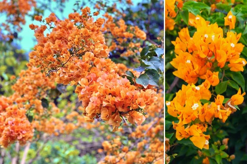 Bougainvillea spectabilis 'Orange'