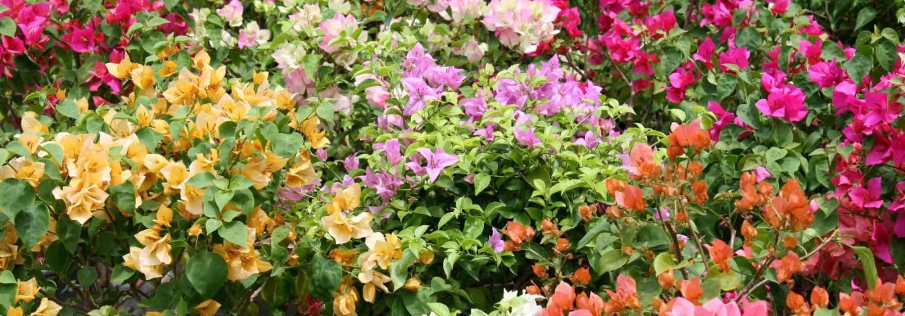 Bougainvilliers : les plus belles variétés