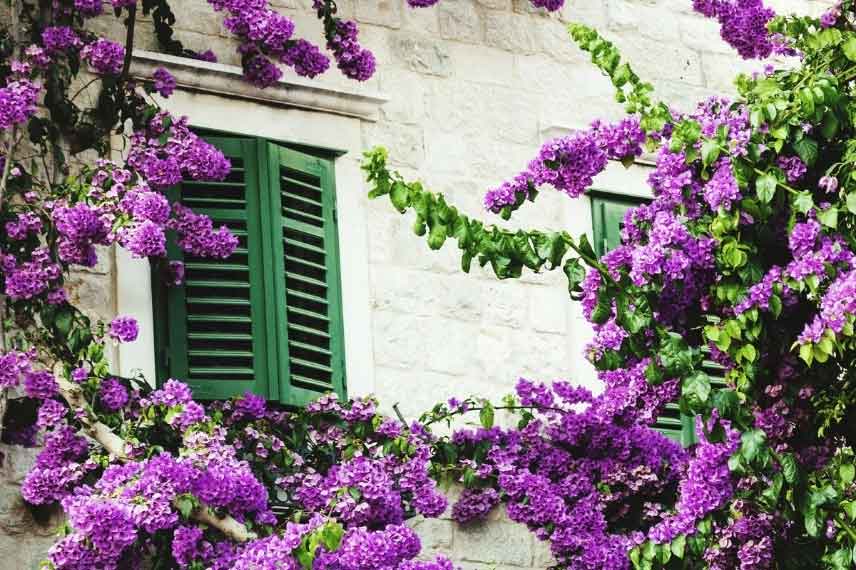 Bougainvillea 'Violet de Mèze'