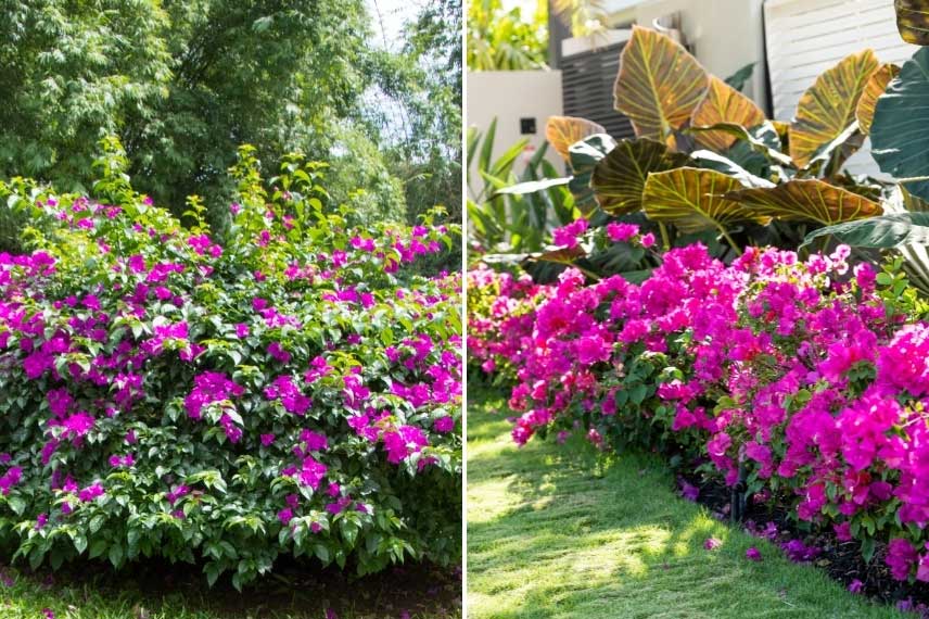 Bougainvillea