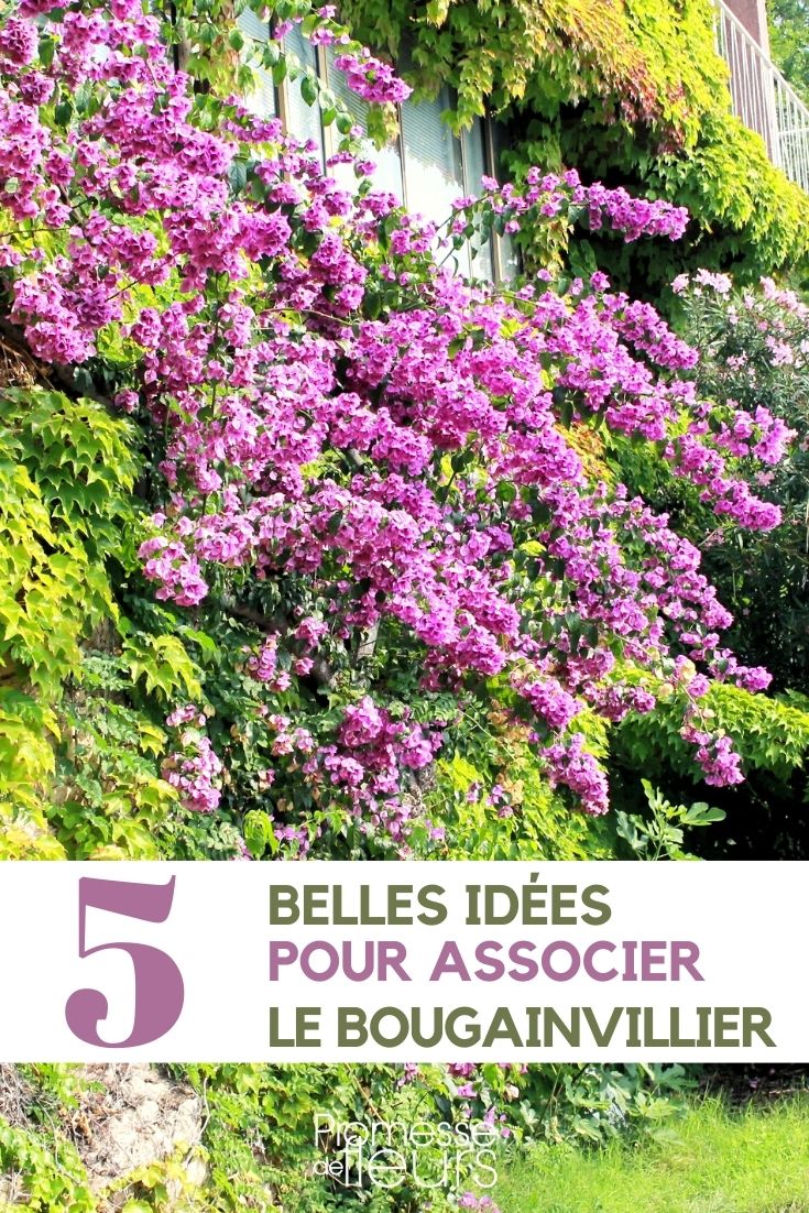 bougainvillier-associer