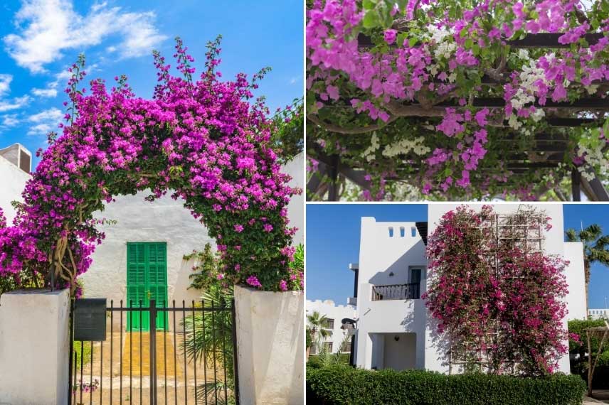 Bougainvillea palissés