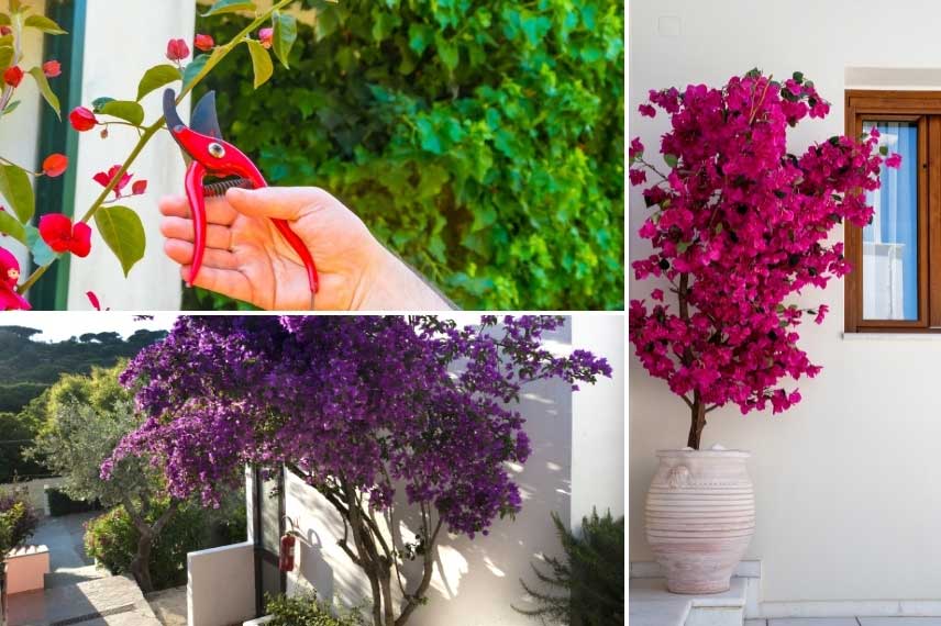 La taille du bougainvillea