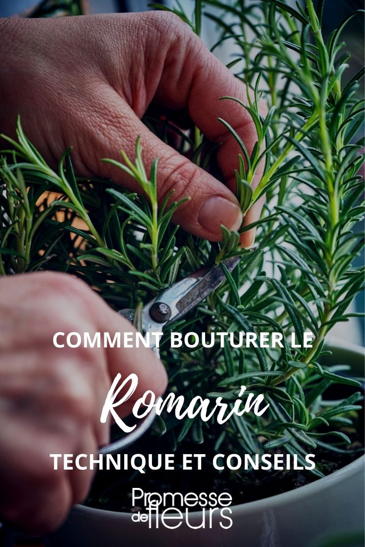 bouture romarin