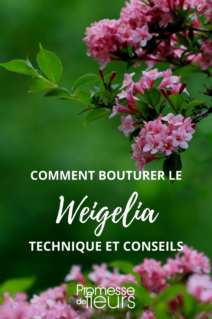 bouturer le weigelia