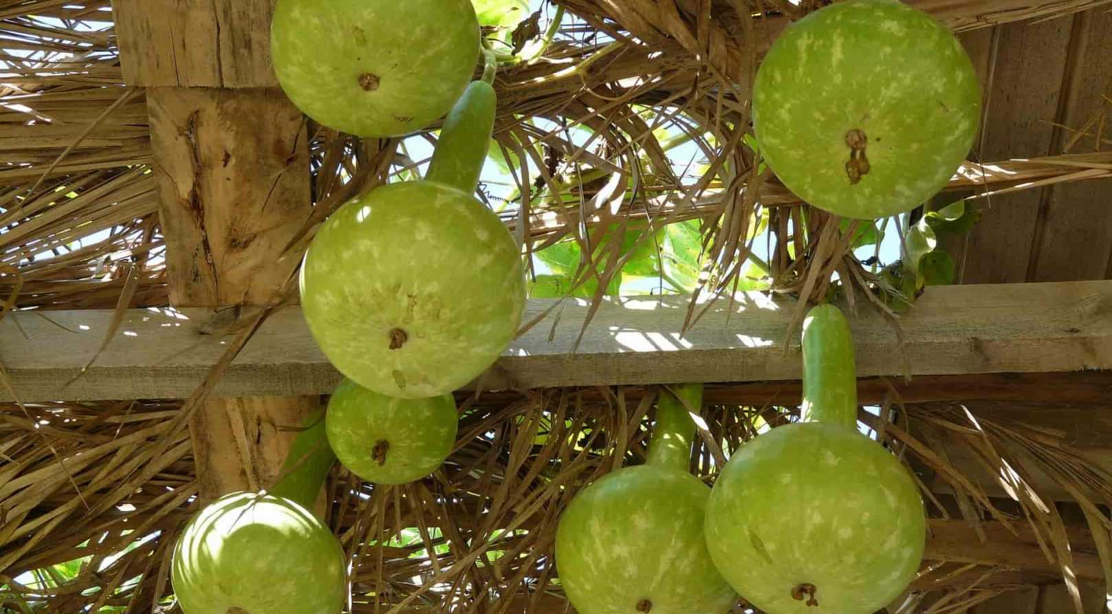 Calebasse ou gourde : semis, culture et récolte