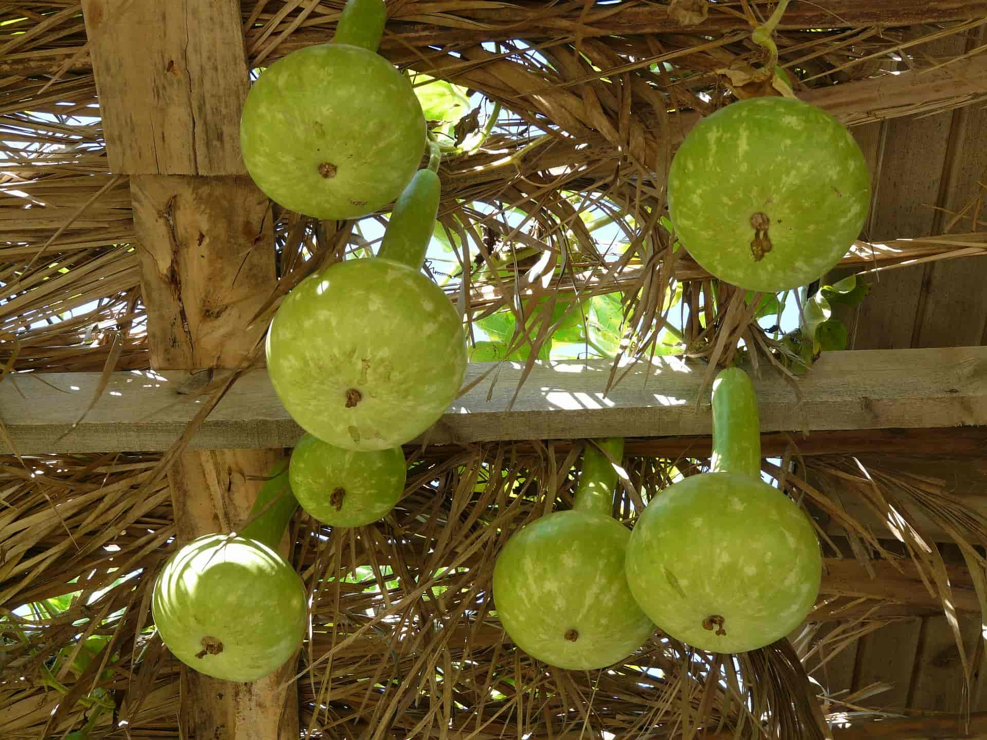 Calebasse à maté bicolore