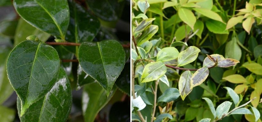 choisir un camélia d'automne selon son feuillage, camélia à feuillage panaché