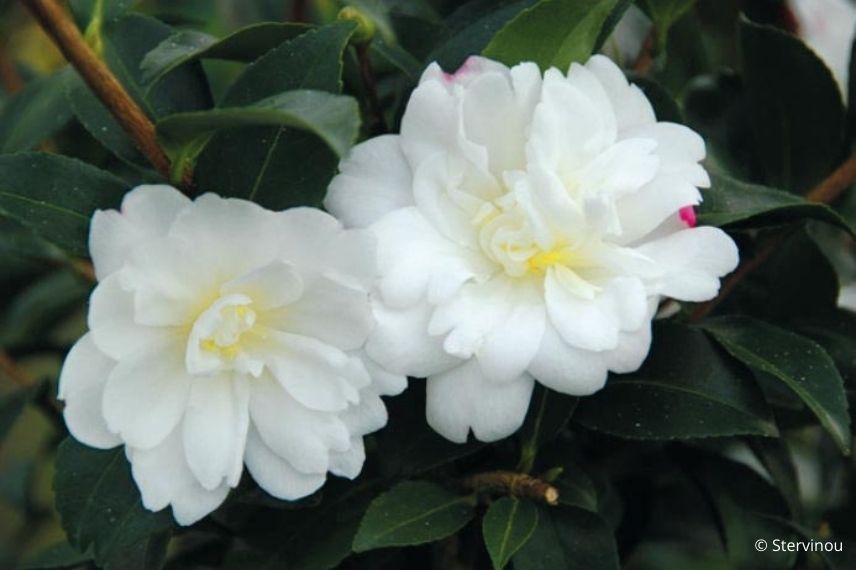 choisir un camélia d'automne à fleurs blanches