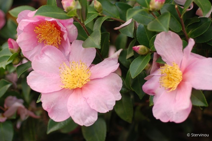 choisir un camélia d'automne à fleurs roses