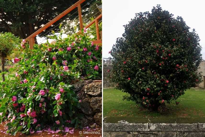 choisir un camélia d'automne selon sa dimension, utiliser le camélia d'automne au jardin