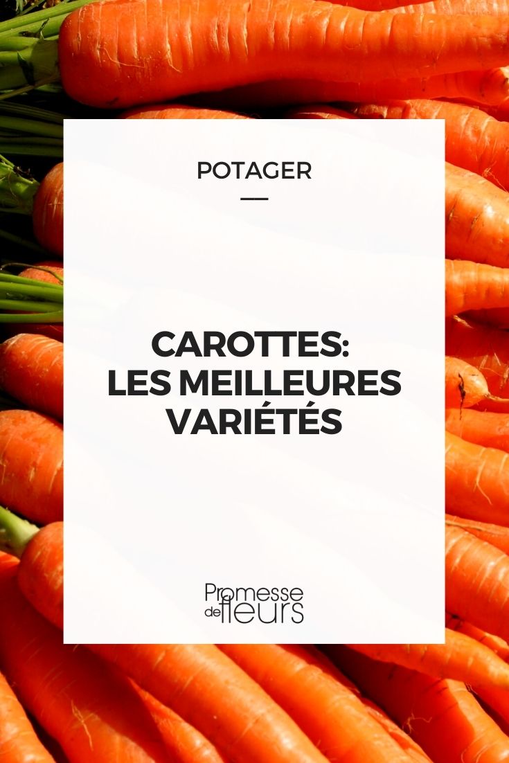 carotte- meilleures varietes