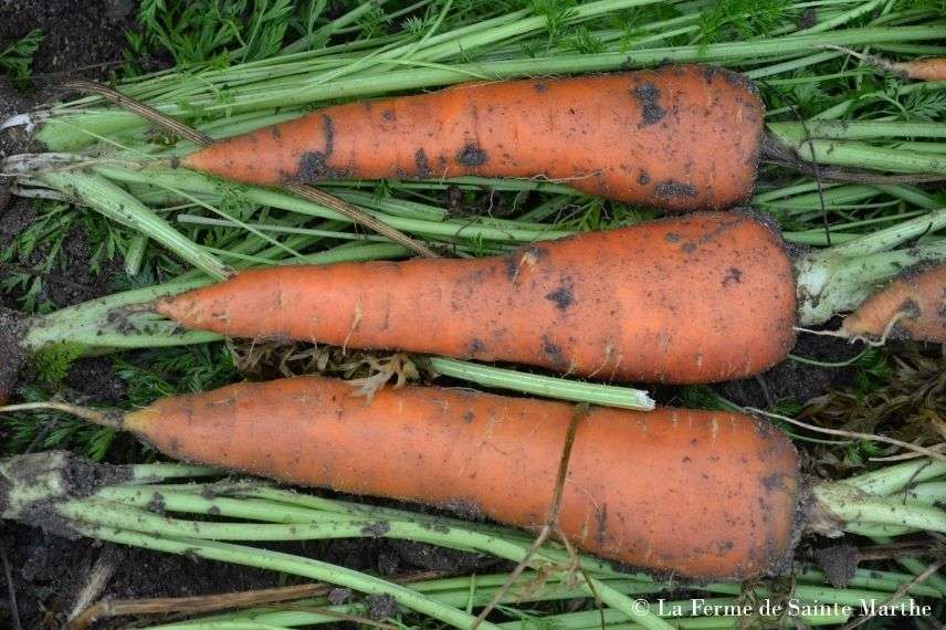 carotte saint valéry