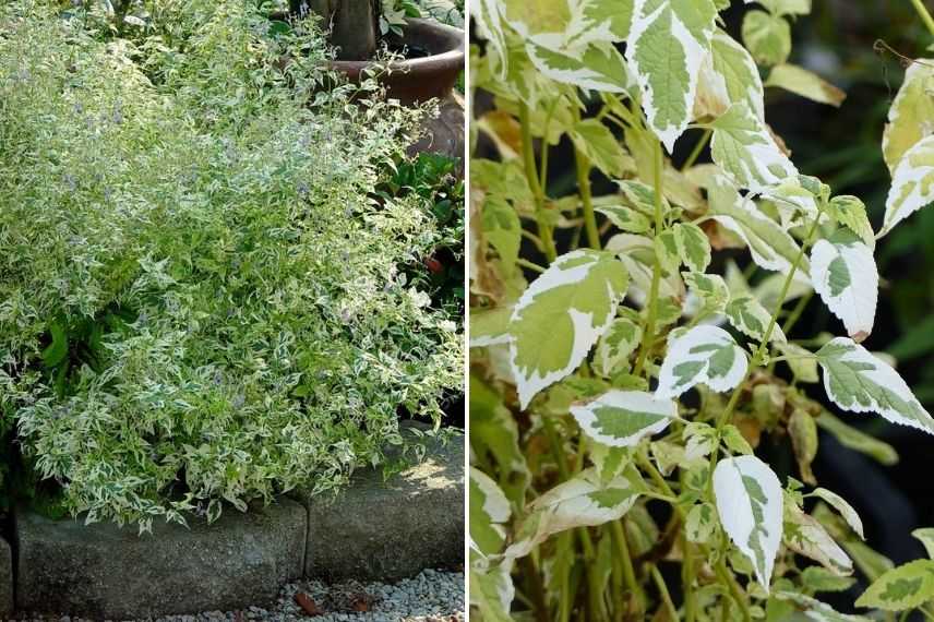 caryopteris electrum