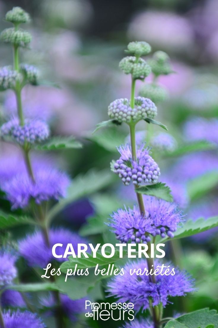 caryopteris : les plus belles variétés