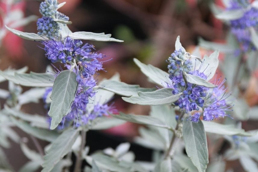 caryopteris sterling silver