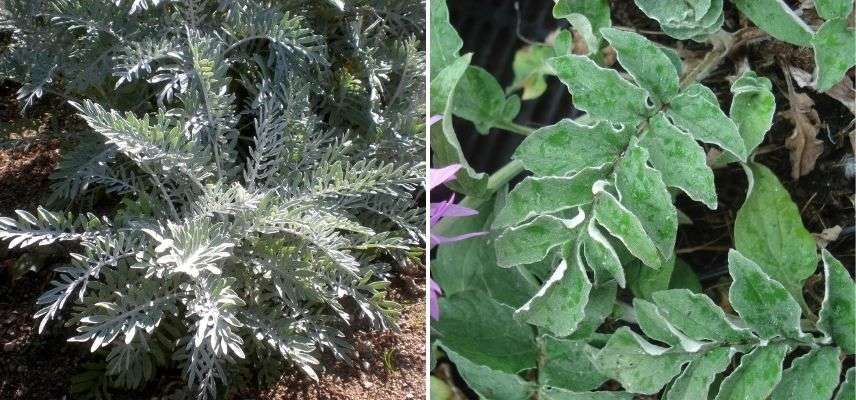 centaurée, bleuet des montagne à feuilles argentées vert-gris