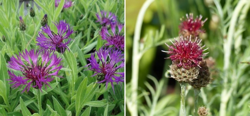 centaurée, bleuet des montagne type de fleurs