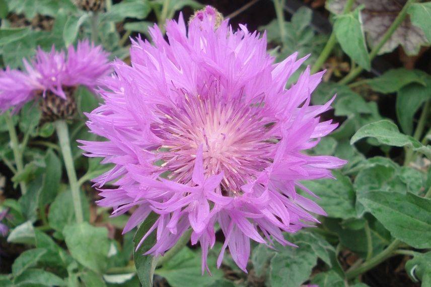 bleuet des montagne fleurissant en été, centaurée floraison estivale