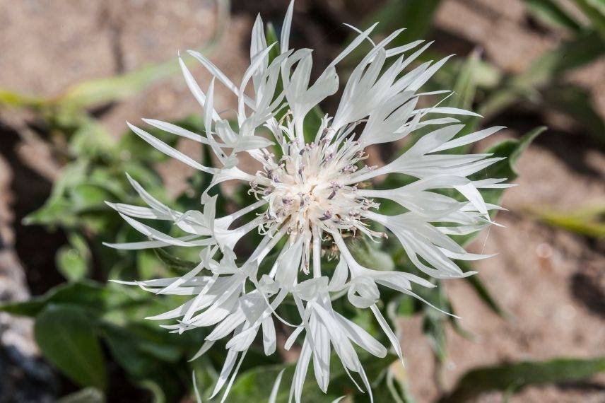 centaurée, bleuet des montagne à fleurs blanches