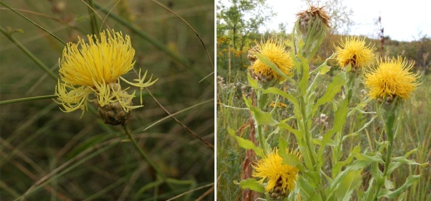 centaurée, bleuet des montagne à fleurs jaunes