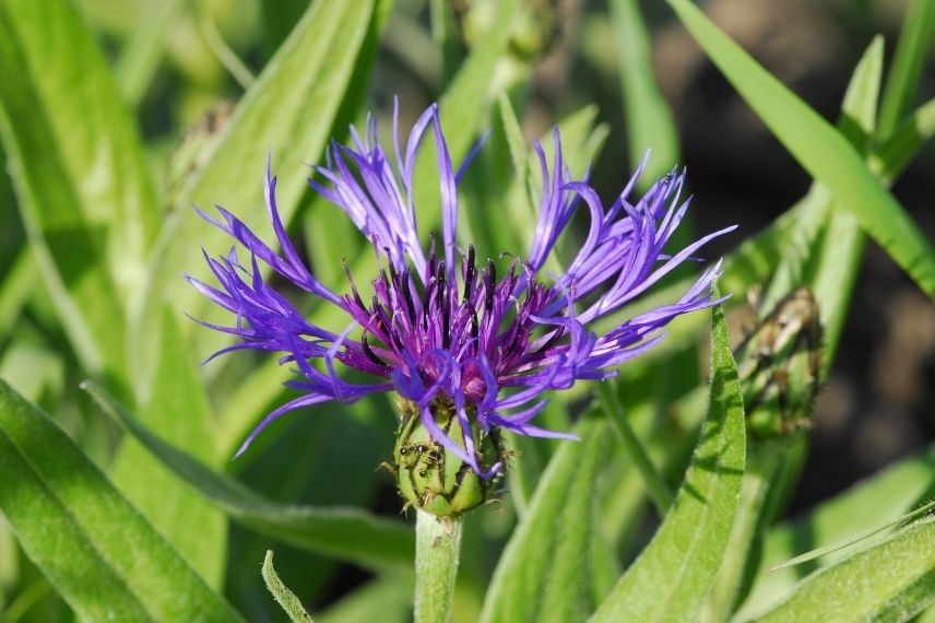 centaurée, bleuet des montagne à fleurs multicolores