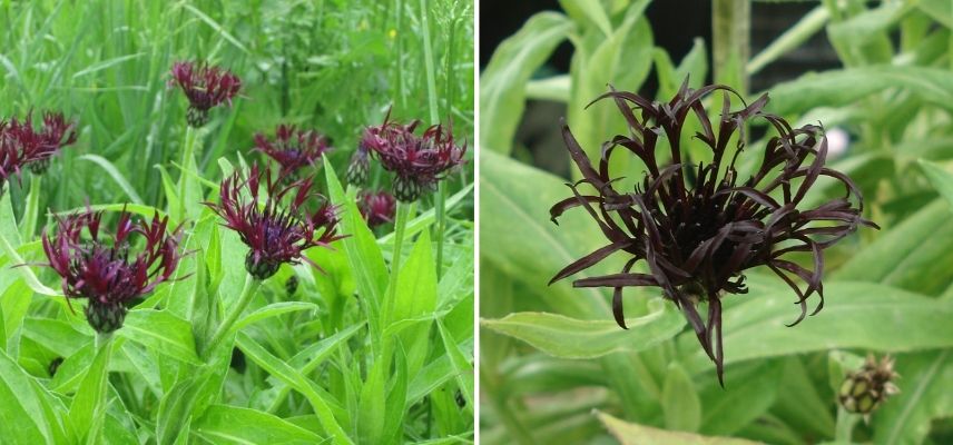 centaurée, bleuet des montagne à fleurs pourpres