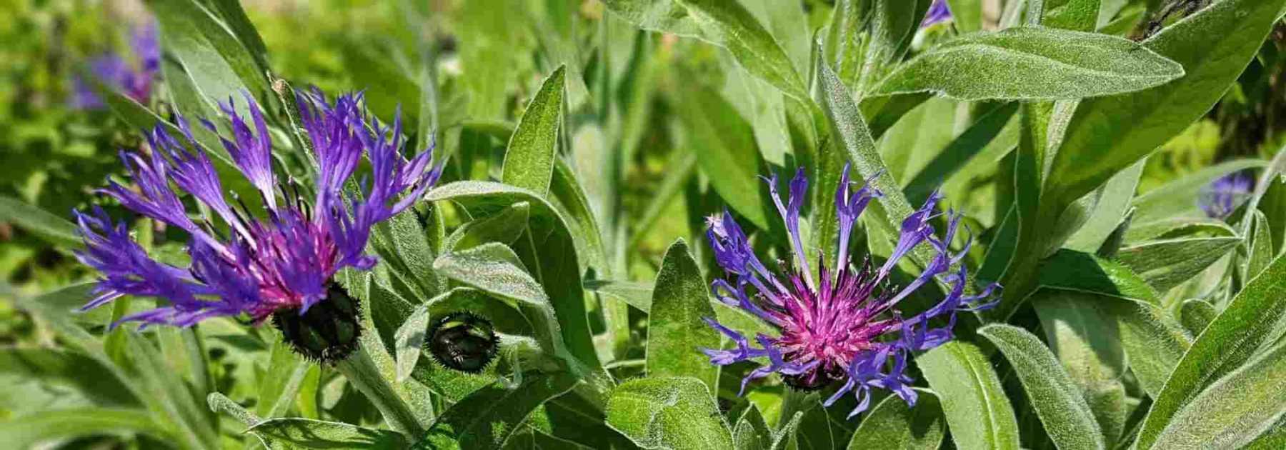 Cahier de notes Fleurs bleues — Vert Couleur Persil