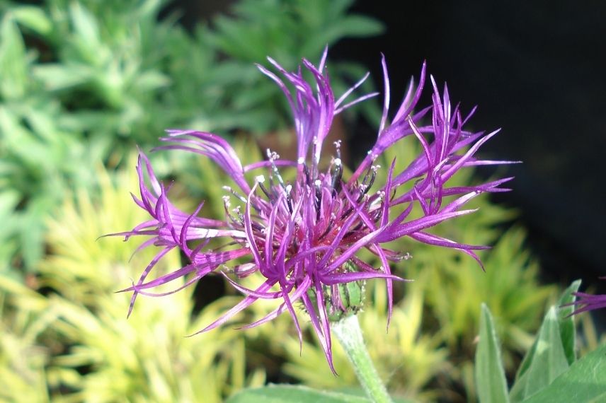 bleuet des montagne fleurissant au printemps, centaurée floraison printanière