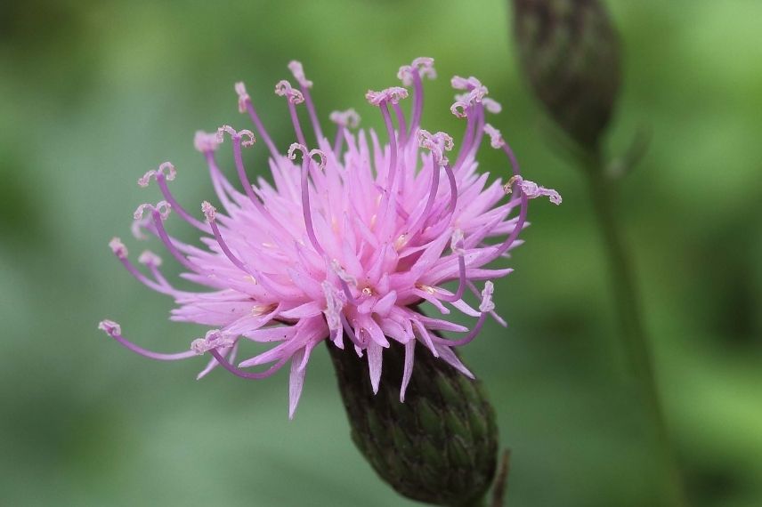 bleuet des montagne fleurissant en fin d'été, centaurée floraison automnale