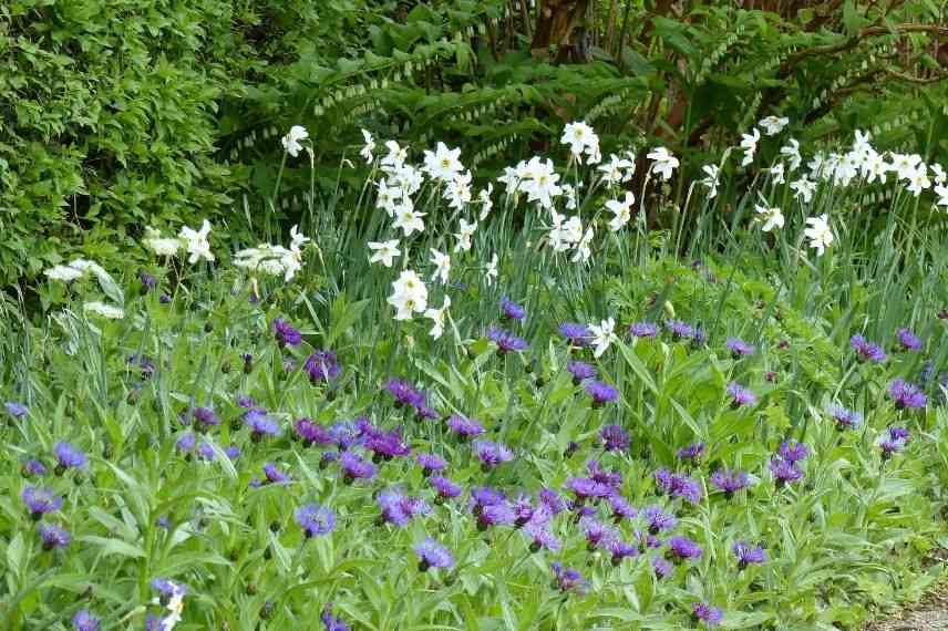 utilisation de la centaurée, où planter le bleuet des montagnes