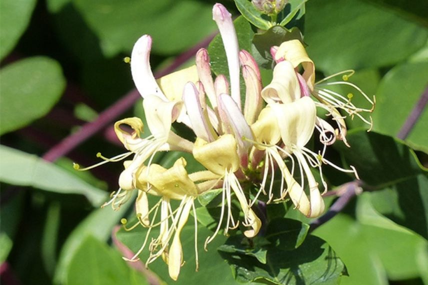 choisir un chèvrefeuille grimpant à fleurs blanches