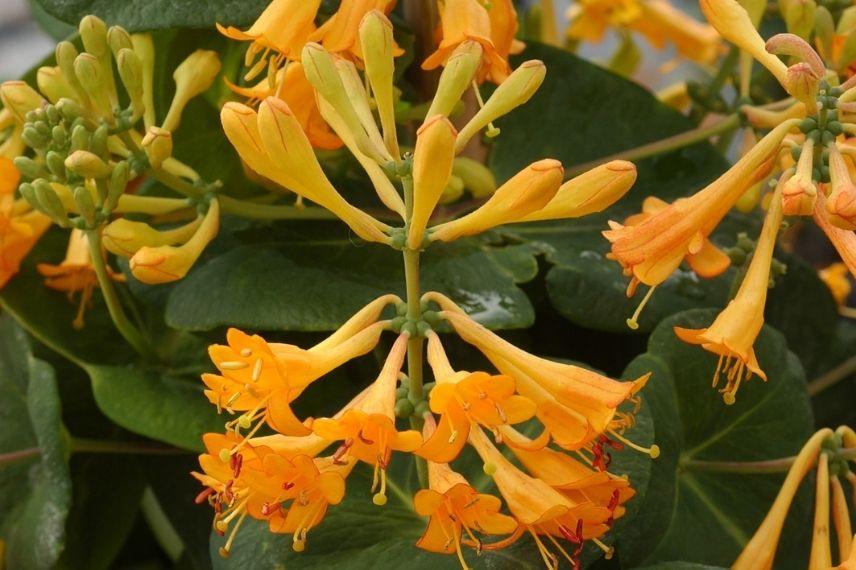 choisir un chèvrefeuille grimpant à fleurs jaunes ou orange