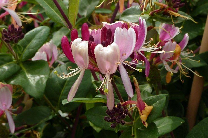 choisir un chèvrefeuille grimpant à fleurs multicolores