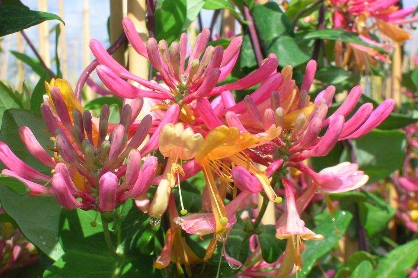 choisir un chèvrefeuille grimpant à fleurs roses ou rouges