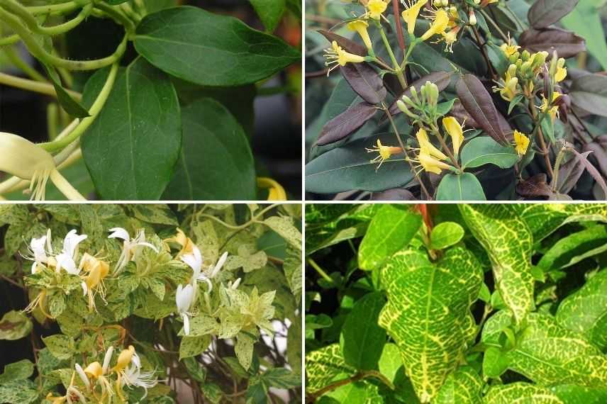 choisir un chèvrefeuille grimpant pour la couleur de ses feuilles, grimpantes à feuillage panaché