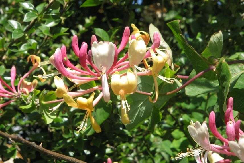 lonicera, meilleurs chèvrefeuilles, chèvrefeuille des jardins, chèvrefeuille commun