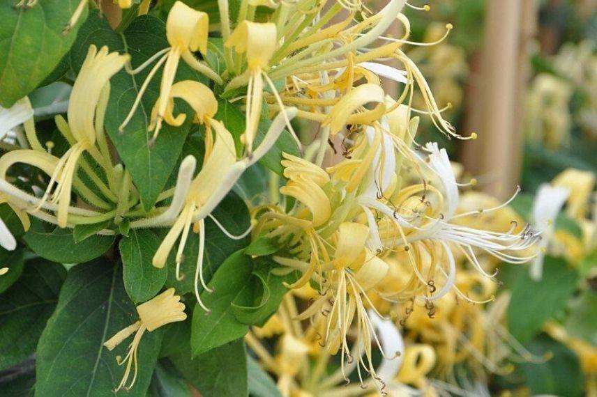 lonicera, meilleurs chèvrefeuilles grimpants jaunes