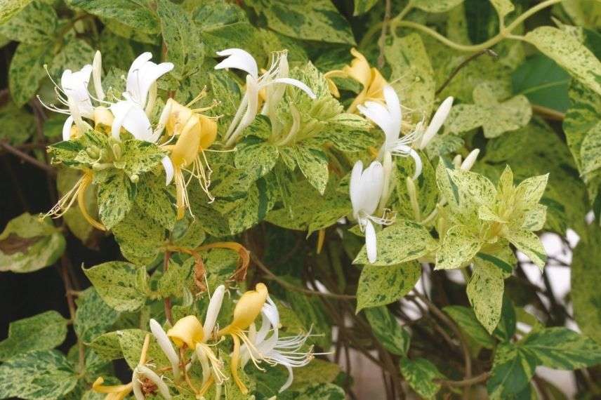 lonicera, meilleurs chèvrefeuilles grimpants, chèvrefeuille du japon à feuillage panaché