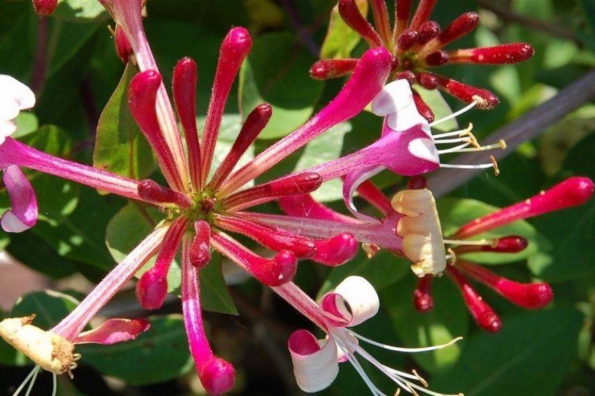 lonicera, meilleurs chèvrefeuilles du japon rouges