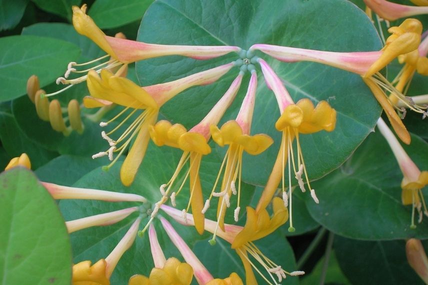 lonicera, meilleurs chèvrefeuilles grimpants, lonicera de tellman