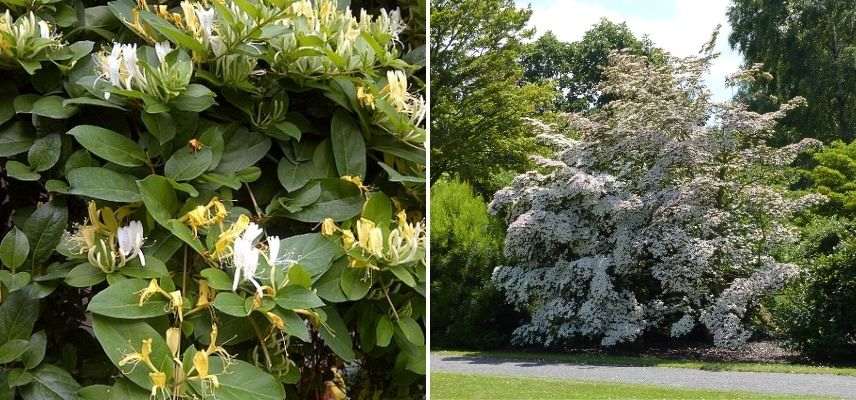 associer les chèvrefeuilles avec des arbres ou arbustes