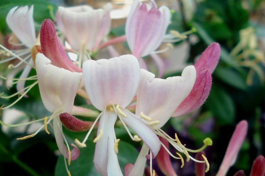 lonicera, chèvrefeuille des bois très parfumé