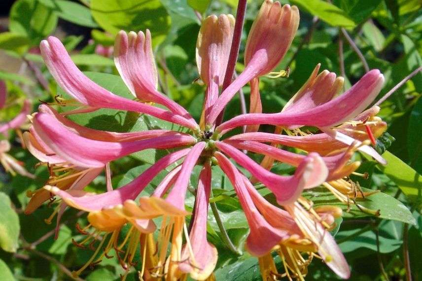 lonicera, chèvrefeuille très parfumé multicolore