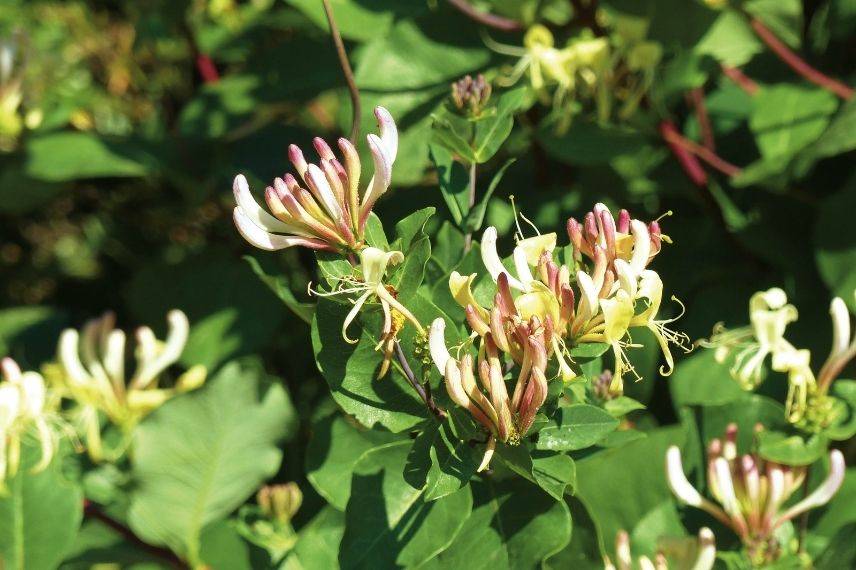 lonicera, chèvrefeuille très parfumé