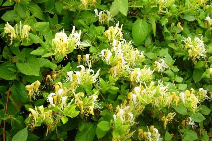 lonicera, chèvrefeuille du Japon très parfumé