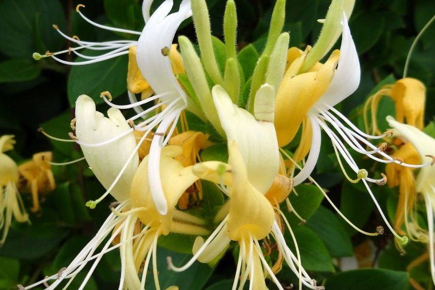 lonicera, chèvrefeuille très parfumé jaune et blanc